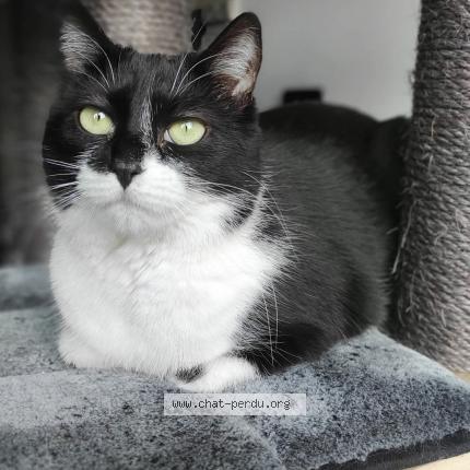 Photo 1/1 Willie Chat lost in Vottem