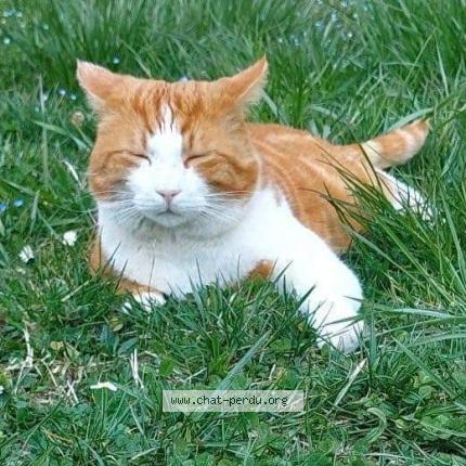 Foto 1/1 Wiedergefundene Katze Verloren in St Sulpice Vd