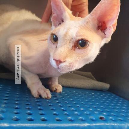 Photo 1/1 Found cat Found in Beziers