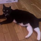 Picture of cat lost at Garches