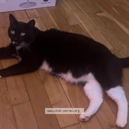 Photo 1/1 Nounours Chat lost in Garches