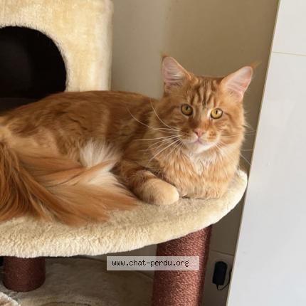 Photo 1/1 Simba Chat lost in Bully les mines