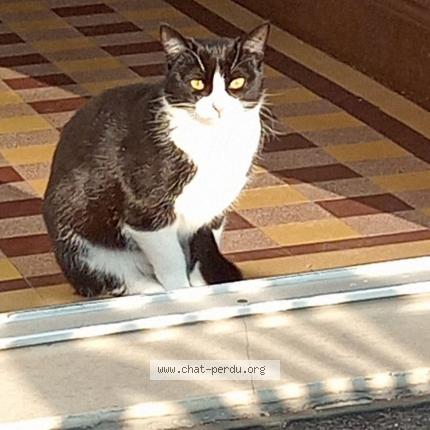 Photo 1/1 Yuki Chat lost in Bourg saint andeol