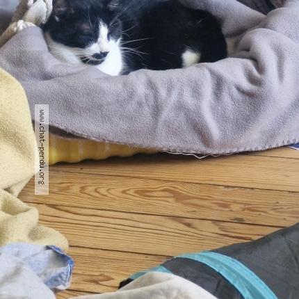 Photo 1/1 Found cat Found in Lons le saunier