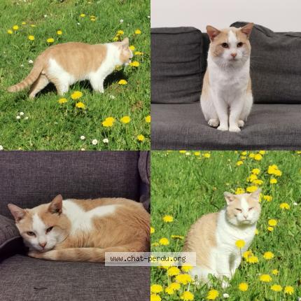 Photo 1/1 Osiris Chat lost in La grigonnais