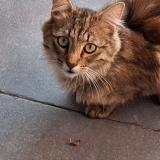 Picture of cat found at Frasnes Lez Buissenal