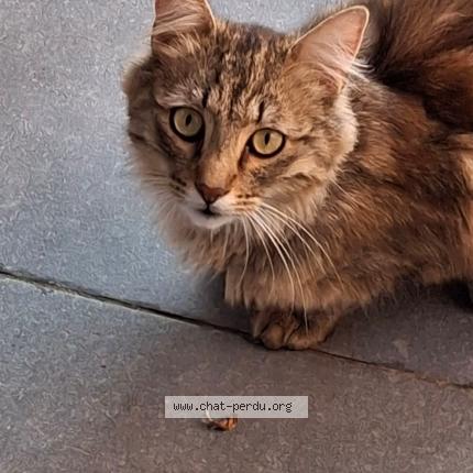 Photo 1/1 Found cat Found in Frasnes lez buissenal