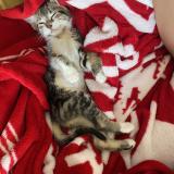 Picture of cat lost at Rennes