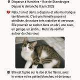 Picture of cat lost at Harchies