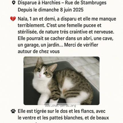 Photo 1/1 Nala Chat lost in Harchies