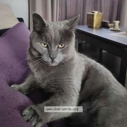 Photo 1/1 Diesel Chat lost in Charvieu