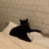 Picture of cat lost at Semussac