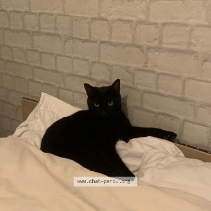 Photo 1/1 DAPHNE Chat lost in Semussac