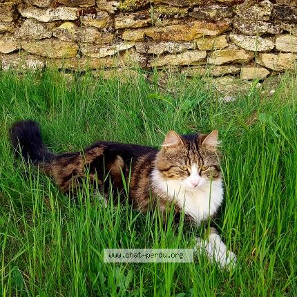 Photo 1/1 Mistigri Chat lost in Saint denis