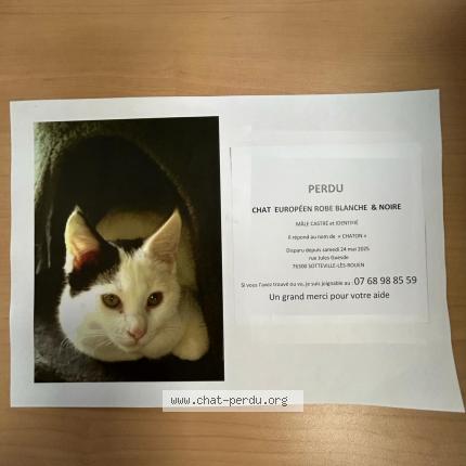 Photo 1/1 Chaton Chat lost in Sotteville les rouen