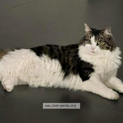 Photo 1/1 Saphir Chat lost in Houilles