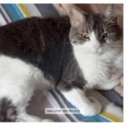 Foto 1/1 Kat teruggevonden Vermist in Ixelles