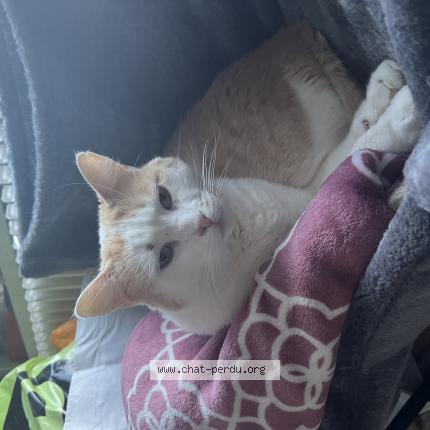 Photo 1/1 Darty ou dartagnan Chat lost in Lille