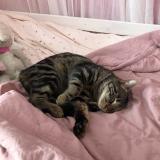 Picture of cat lost at La Roque D Antheron