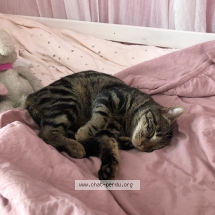 Photo 1/1 Simba Chat lost in La roque d antheron