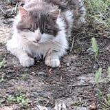 Picture of cat found at Mons