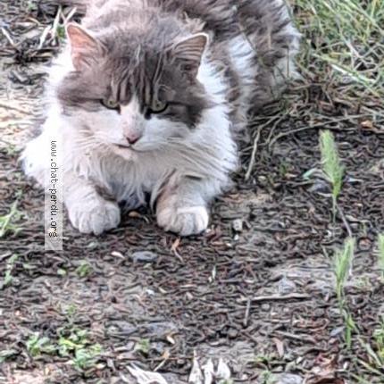 Photo 1/1 Found cat Found in Mons