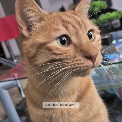 Photo 1/1 Suissen Chat lost in Bellegarde sur valserine