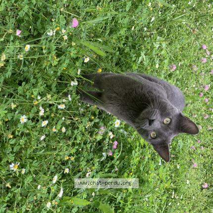 Photo 1/1 BLACK Chat lost in Montrabe