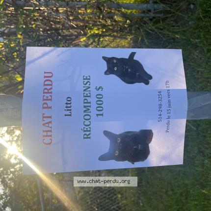 Photo 1/1 Litto Chat lost in Laval