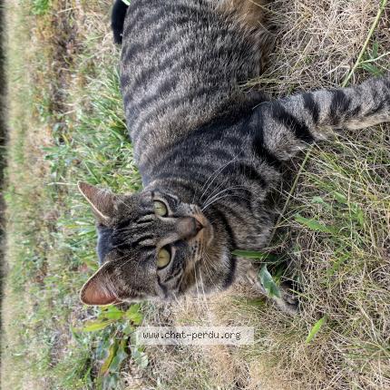 Photo 1/1 Sachat pucé Scooby Chat lost in Reugny