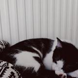 Picture of cat lost at Nogaro