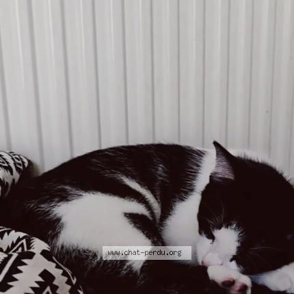 Photo 1/1 Donuts Chat lost in Nogaro