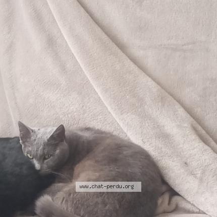 Photo 1/1 Tsarine Chat lost in Vilde guingalan