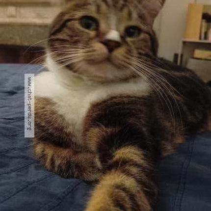 Photo 1/1 Toulouse Chat lost in Toulouse