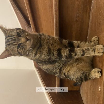 Photo 1/1 Kylian Chat lost in Nandy