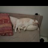 Picture of cat lost at Bouaye