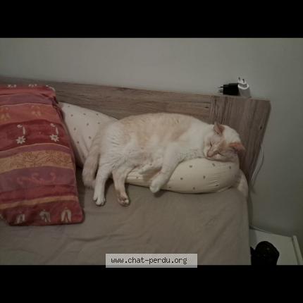 Photo 1/1 Ernesto Chat lost in Bouaye