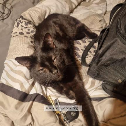 Photo 1/1 Chaton Chat lost in Valence