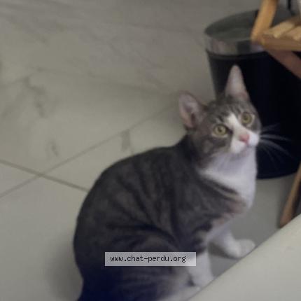 Photo 1/1 Yana Chat lost in Vertrieu