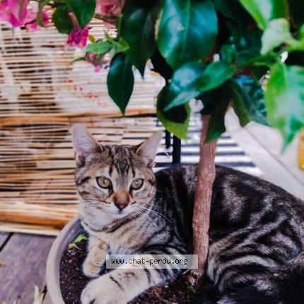 Photo 1/1 Gribouille Chat lost in Toulon