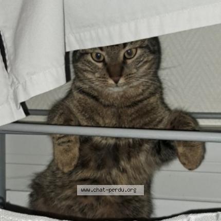 Photo 1/1 Sirius Chat lost in Louhans