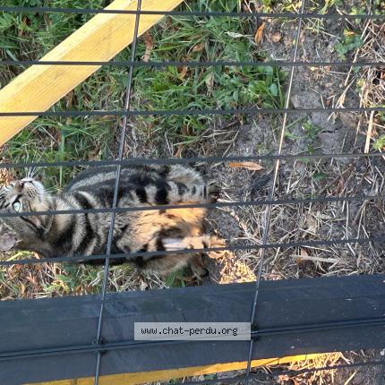 Photo 1/1 nova Chat lost in Campugnan