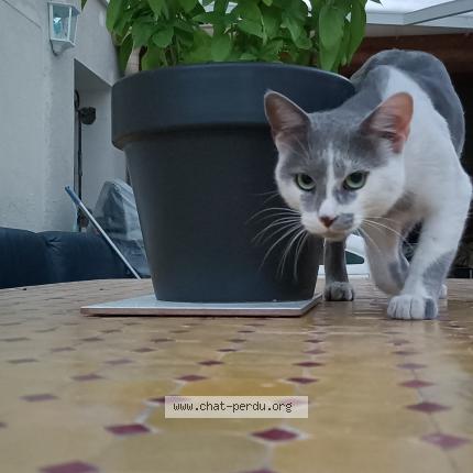 Photo 1/1 Smouss Chat lost in Avignon