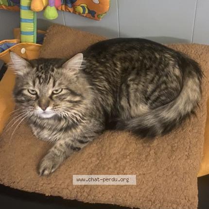 Photo 1/1 Scofield Chat lost in Vaujours