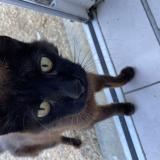 Picture of cat found at Sanilhac