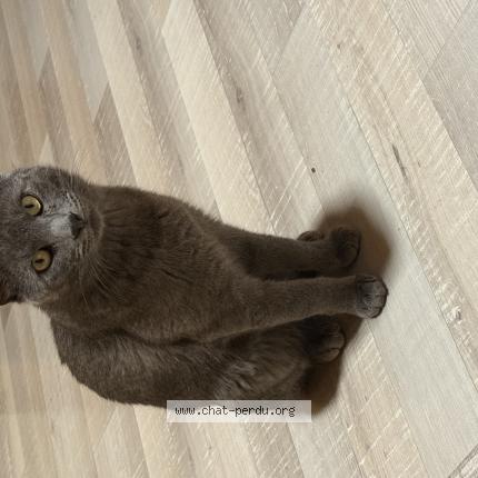 Photo 1/1 Sayko Chat lost in Saint cergues