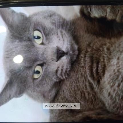 Photo 1/1 Nemo Chat lost in Courseulle sur mer