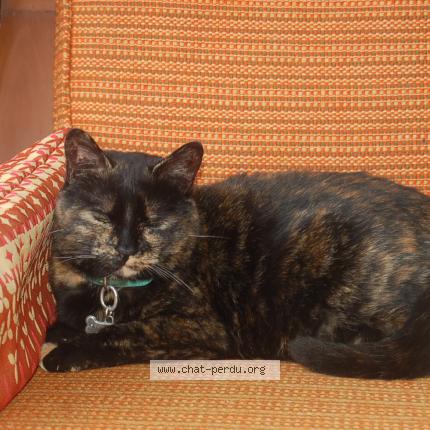 Photo 1/1 Kiki Chat lost in Carleton sur mer