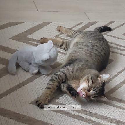 Photo 1/1 Minoush Chat lost in Mormant