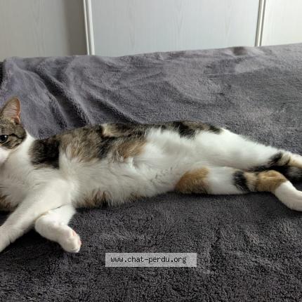 Photo 1/1 Igor Chat lost in Saint medard en jalles